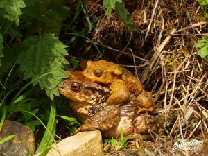 anfibios_sapos_ranas_anuros_la_rioja_sierra_demanda_alto_oja_fauna_forestal