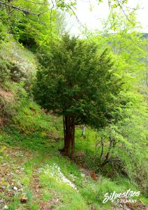 arboles_alto_oja_tejo_taxus_baccata_en_la_rioja_barranco_ortigal_estudio_juan_arguisjuela