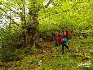 arboles_singulares_la_rioja_hayas_hayon_de_los_pastores_ezcaray_monumento_natural