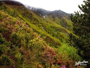 bosques_picos_montes_valle_alto_oja_barranco_ortigal_necutia_regatillo