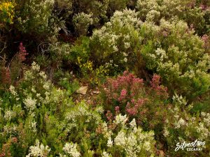 brezales_paisaje_sierra_demanda_barranco_ortigal_habitats_flora_erica_especies_brezo