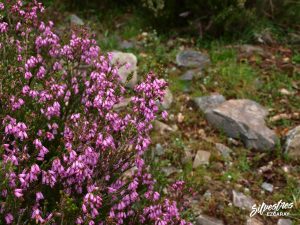 brezos_erica_australis_flora_rioja_sierra_demanda_matorrales_miel