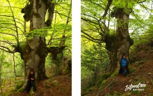 haya_de_los_pastores_visitar_acceso_como_llegar_arboles_singulares_la_rioja