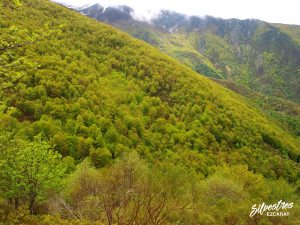 los_mejores_bosques_mas_bonitos_la_rioja_sierra_demanda_ezcaray_ortigal