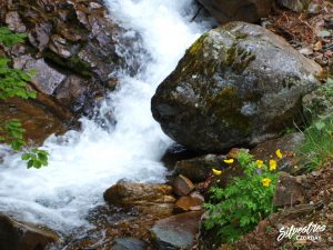 meconopsis_cambrica_amapola_amarilla_megaforbios_la_rioja_sierra_demanda_plantas_ezcaray
