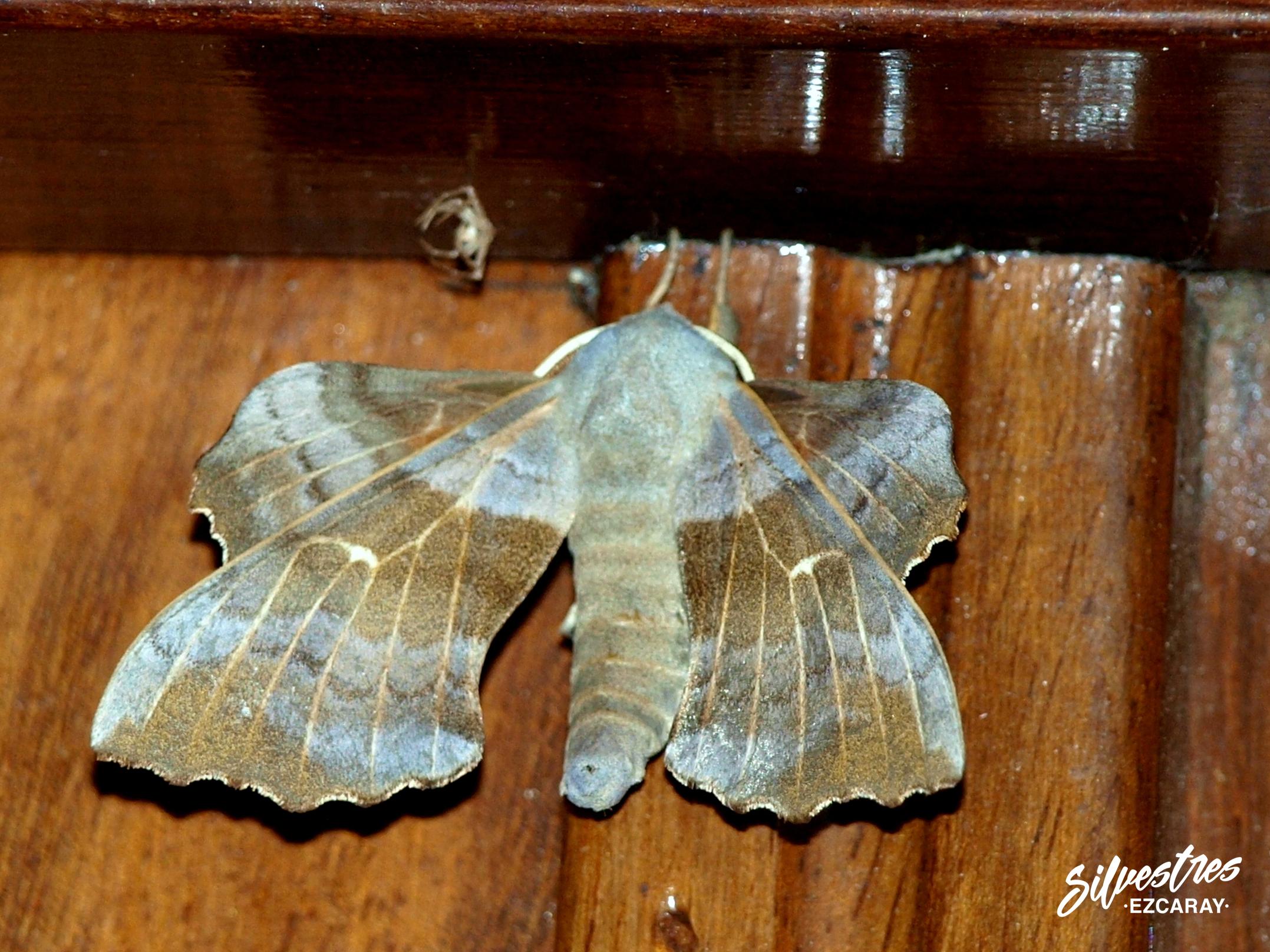entomología_la_rioja_lepidopteros_laothoe_populi_citas_alto_oja_mariposas_nocturnas