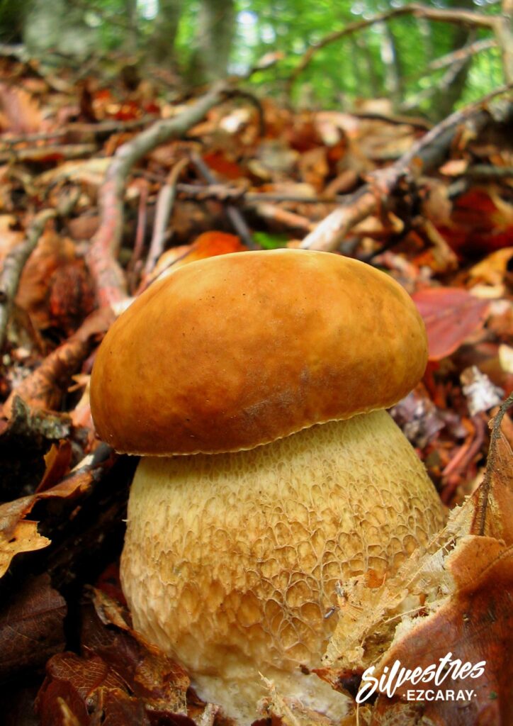 setas_hongos_boletus_montes_ezcaray_salidas_jornadas_micológicas_turismo_verano_ezcaray
