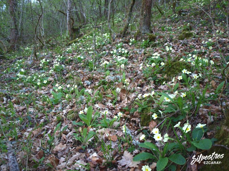 recorridos_bosques_primavera_ezcaray_ojcastro_barranco_artaso