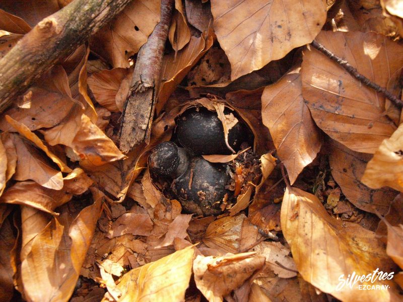 marzuelos_seta_de_marzo_ezcaray_hábitats_guía_micológico_silvestres