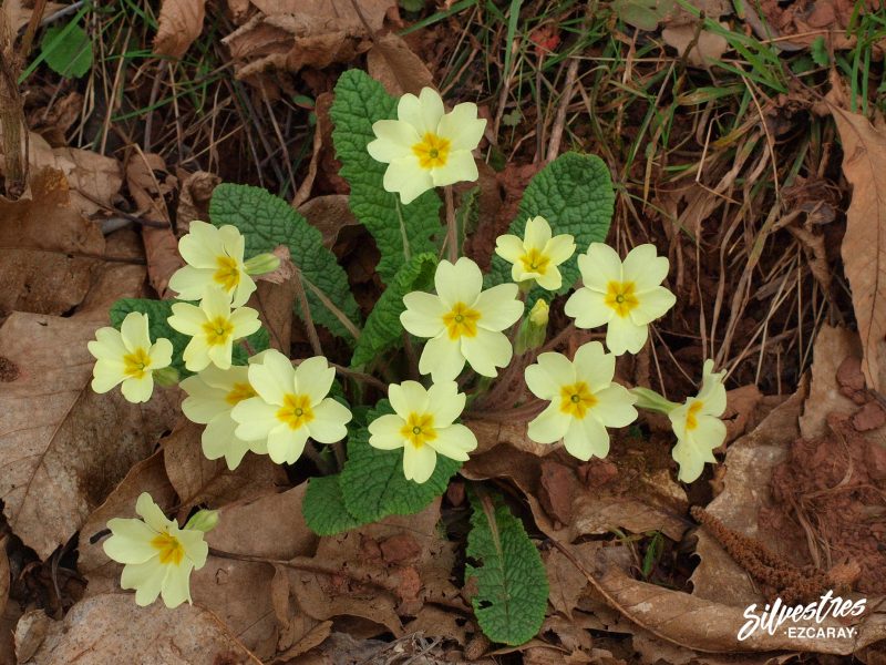 rutas_excursiones_ezcaray_flora_ojcastro_flores_silvestres