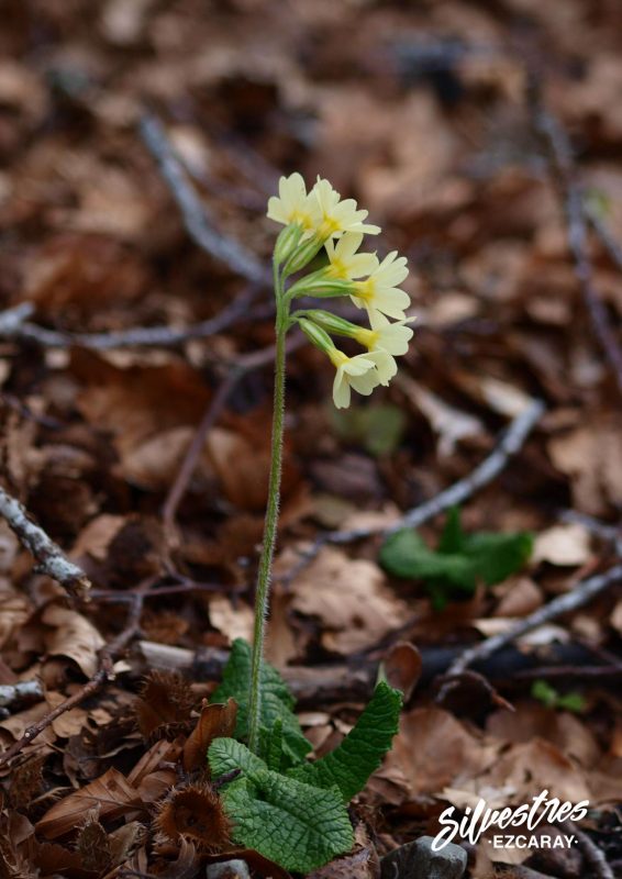 flora_flores_silvestres_primula_elatior_la rioja