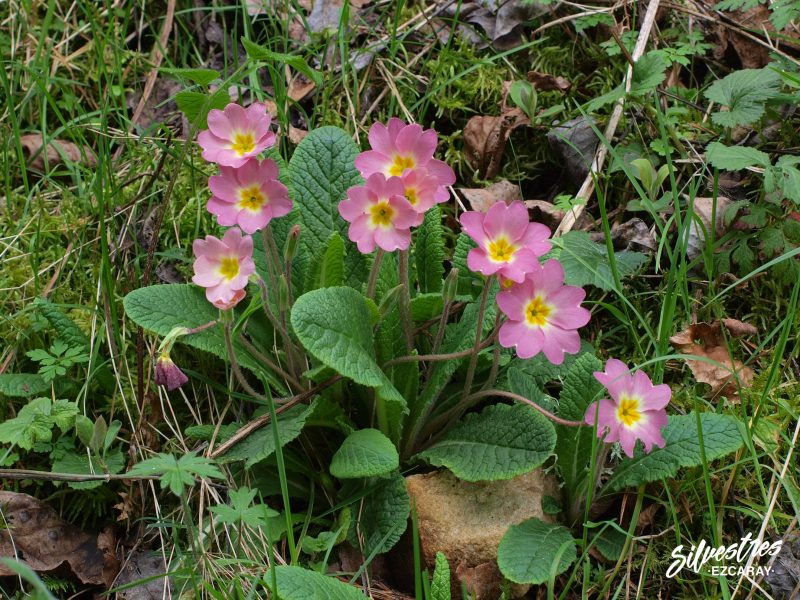 guia_flores_silvestres_ezcaray_alto_oja