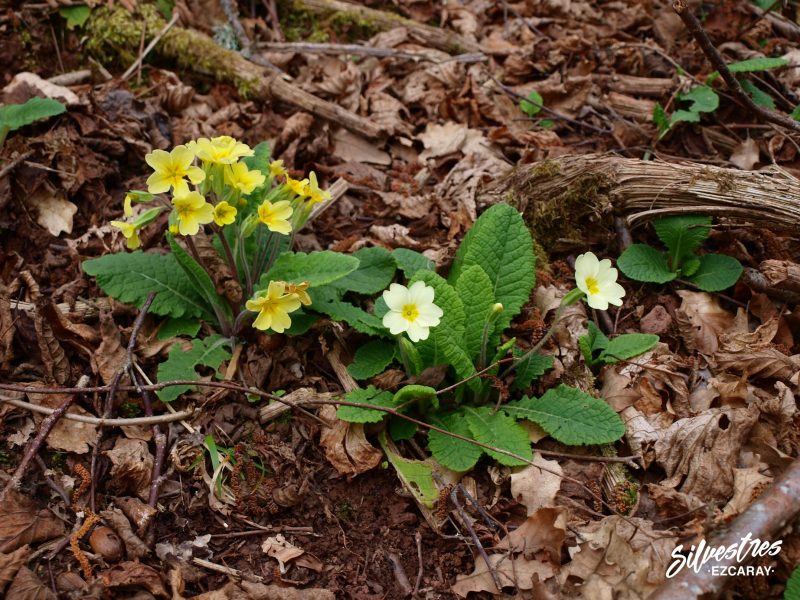 primulas_flores_silvestres_montes_bosques_ezcaray