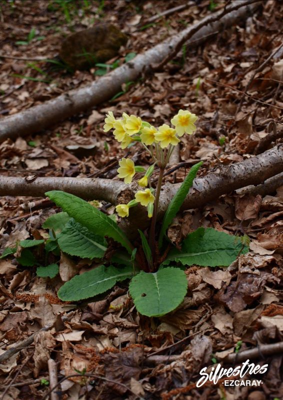 primulas_primaveras_rutas_educación_ambiental_silvestres_ezcaray